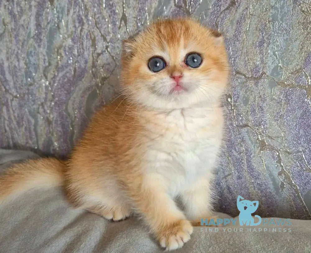 Asya Scottish Fold female black golden shaded live animals