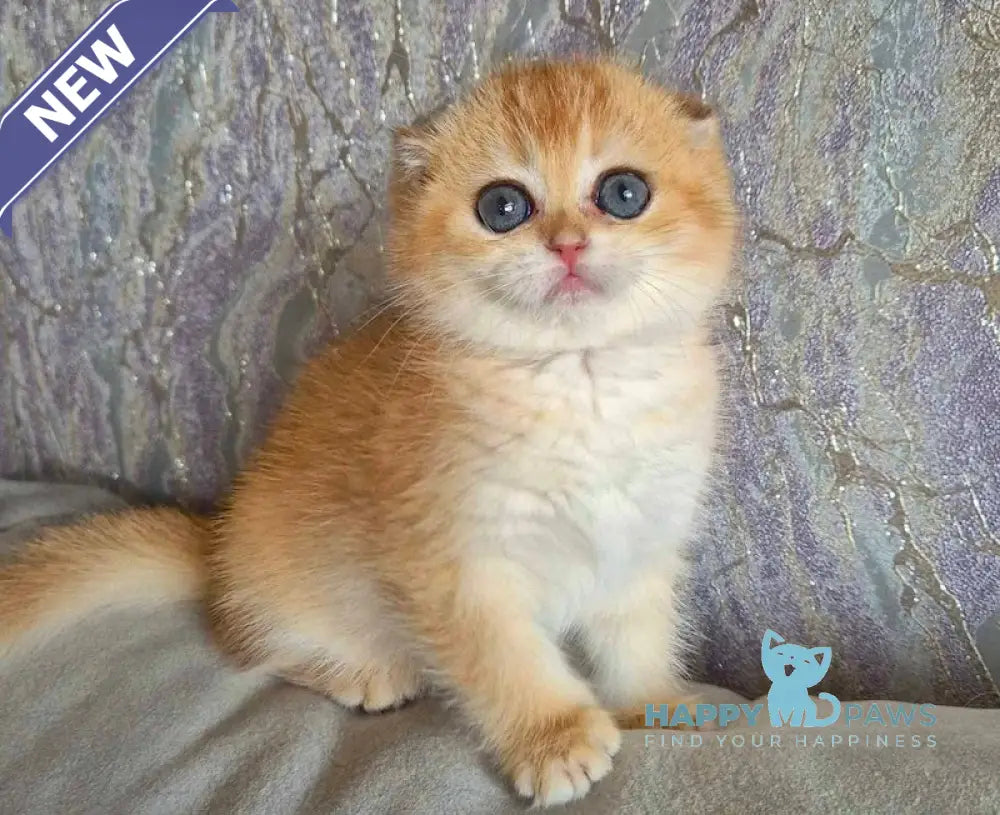 Asya Scottish Fold female black golden shaded live animals