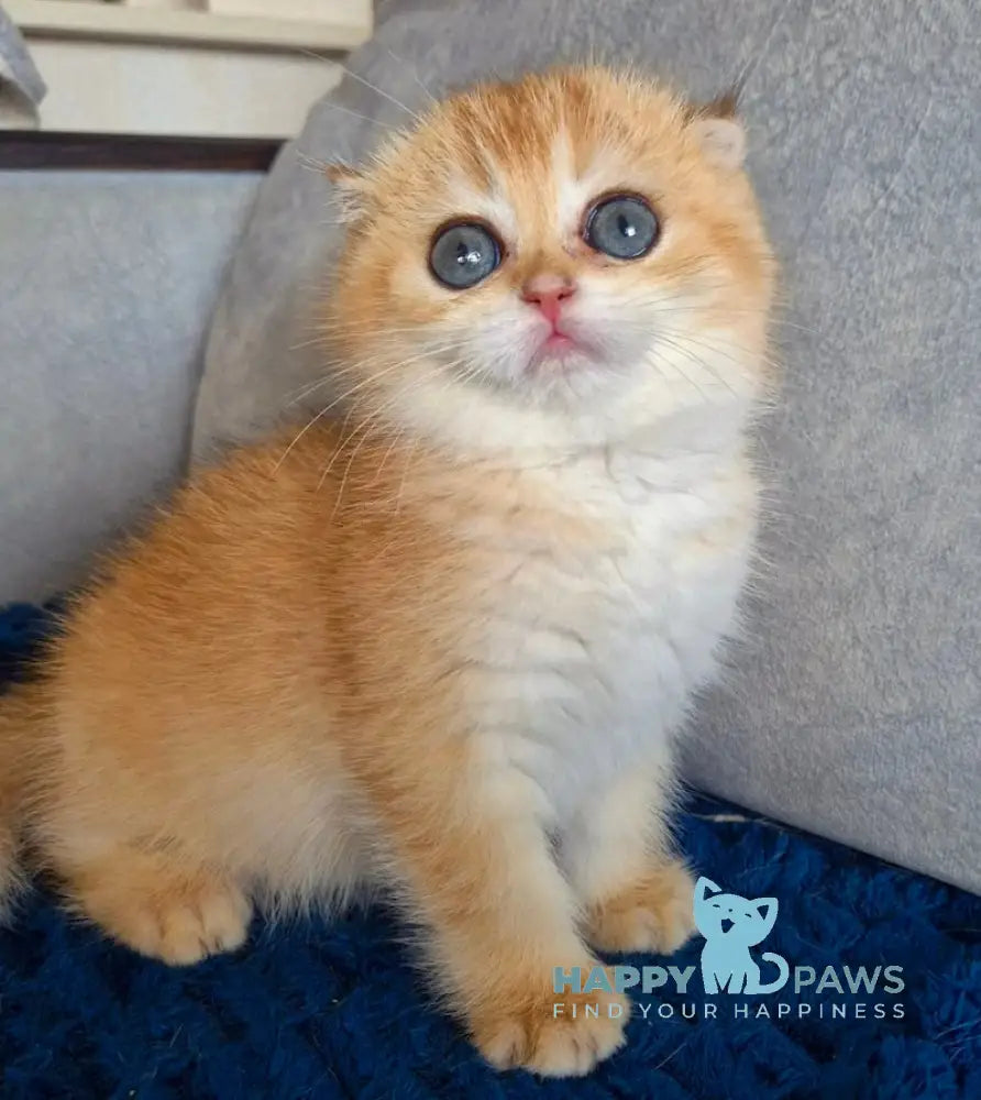 Asya Scottish Fold female black golden shaded live animals