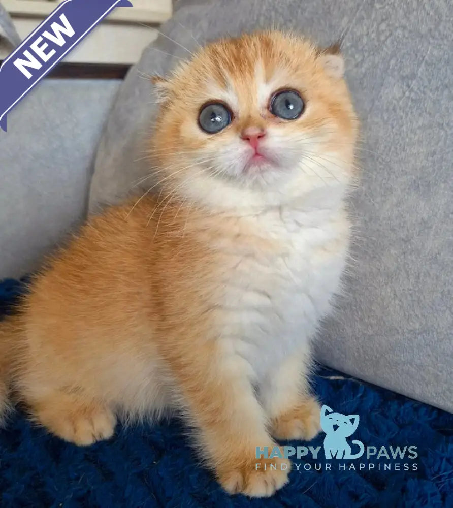 Asya Scottish Fold female black golden shaded live animals