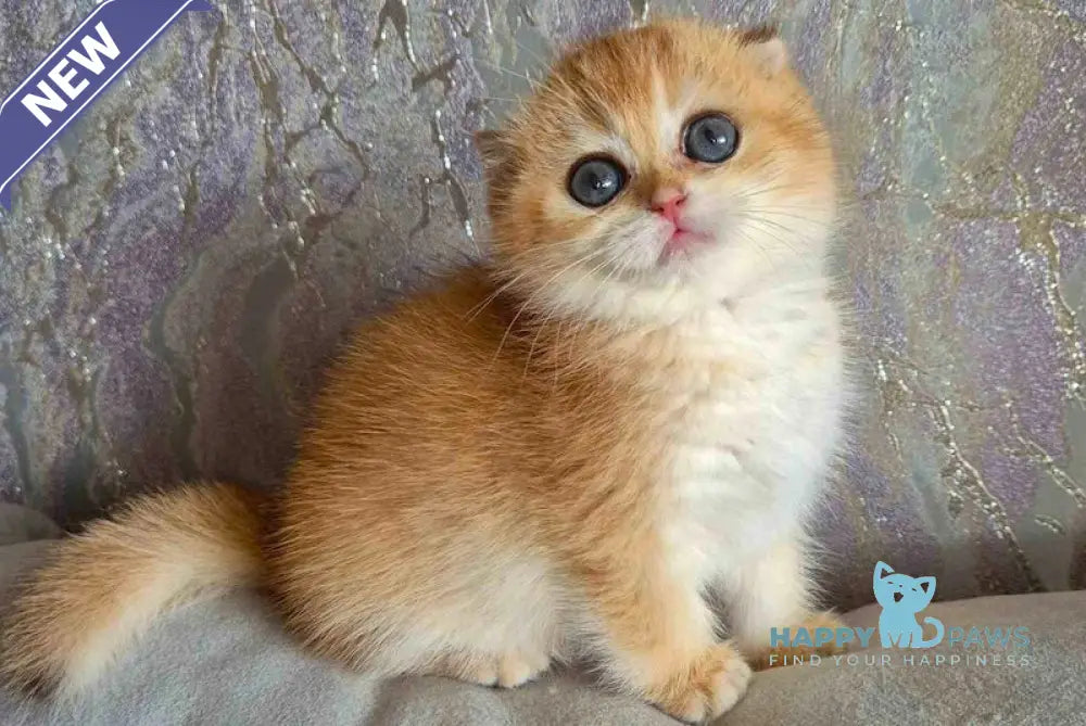 Asya Scottish Fold female black golden shaded live animals