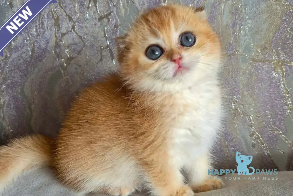 Asya Scottish Fold female black golden shaded live animals