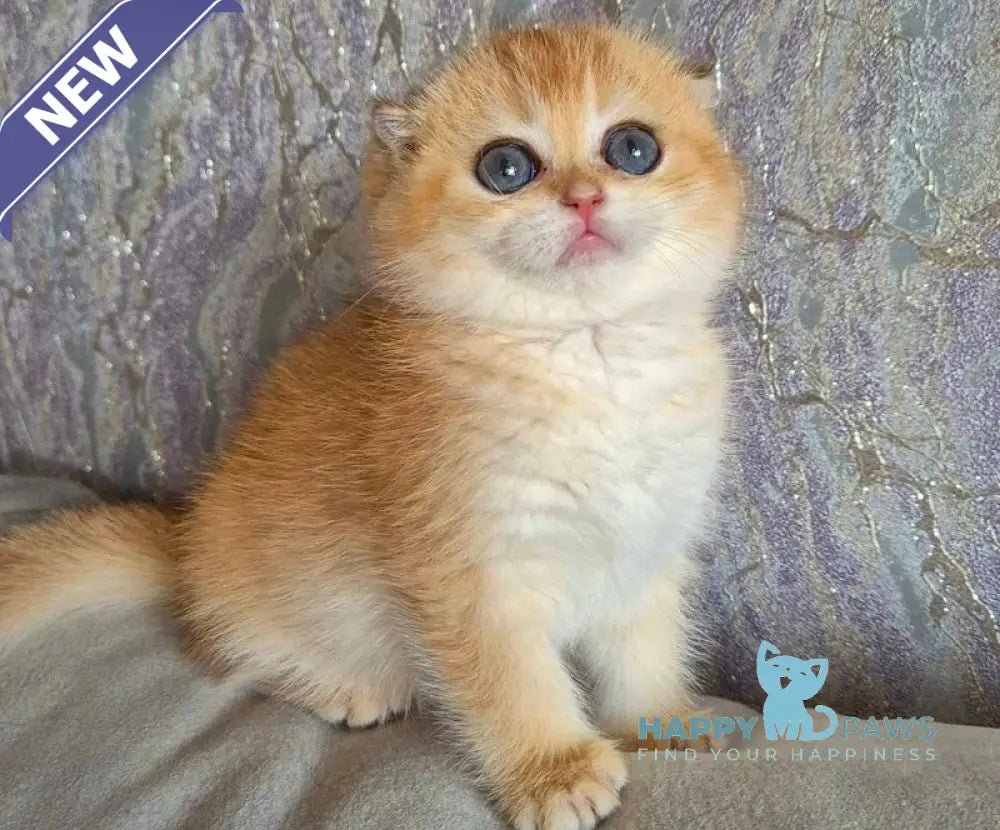 Asya Scottish Fold female black golden shaded live animals