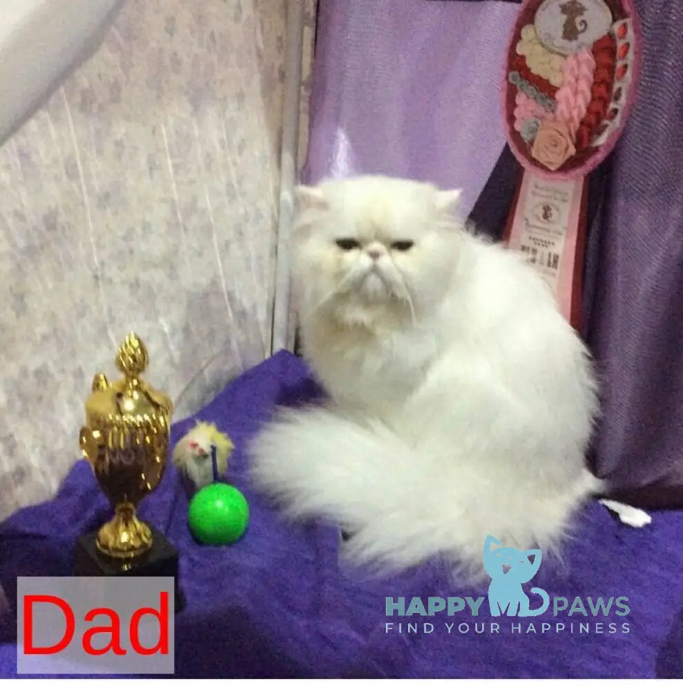 A’Taisiya Persian female black tortie spotted tabby bicolour live animals