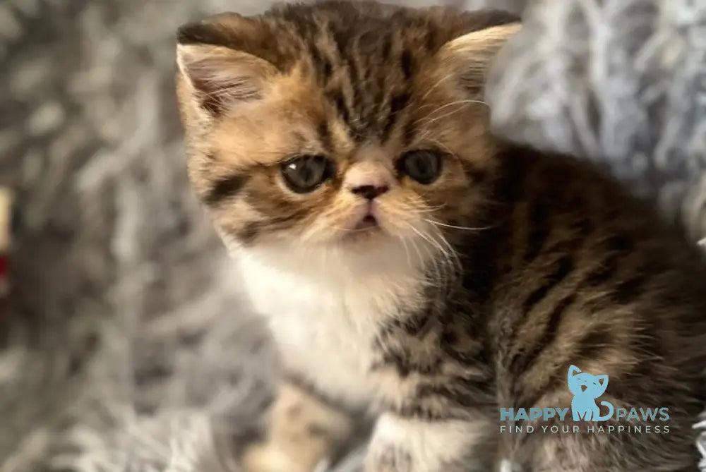 A’Taisiya Persian female black tortie spotted tabby bicolour live animals