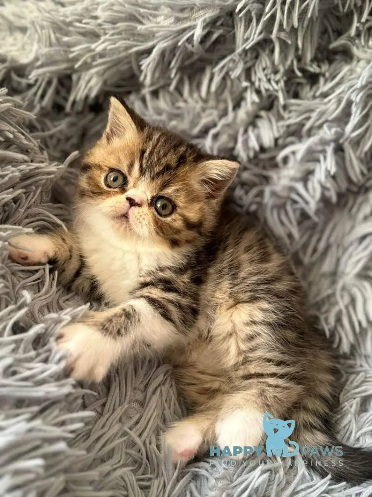 A’Taisiya Persian female black tortie spotted tabby bicolour live animals