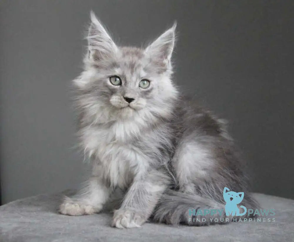 Ataman Maine Coon male black silver live animals