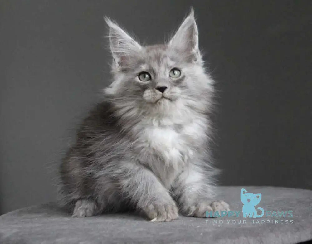 Ataman Maine Coon male black silver live animals