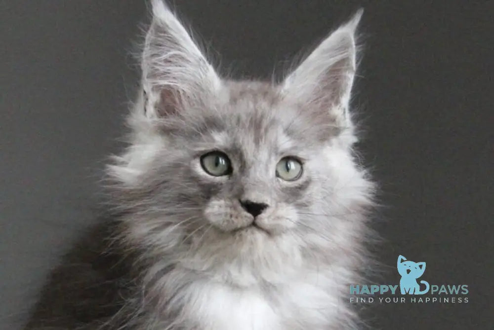 Ataman Maine Coon male black silver live animals