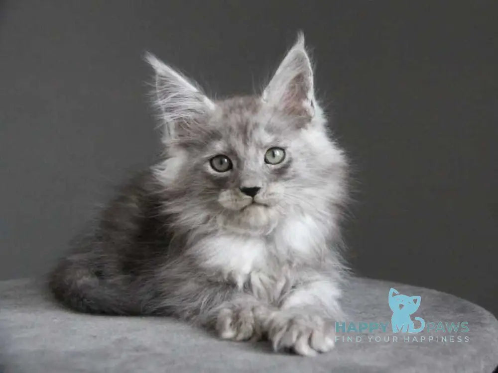 Ataman Maine Coon male black silver live animals