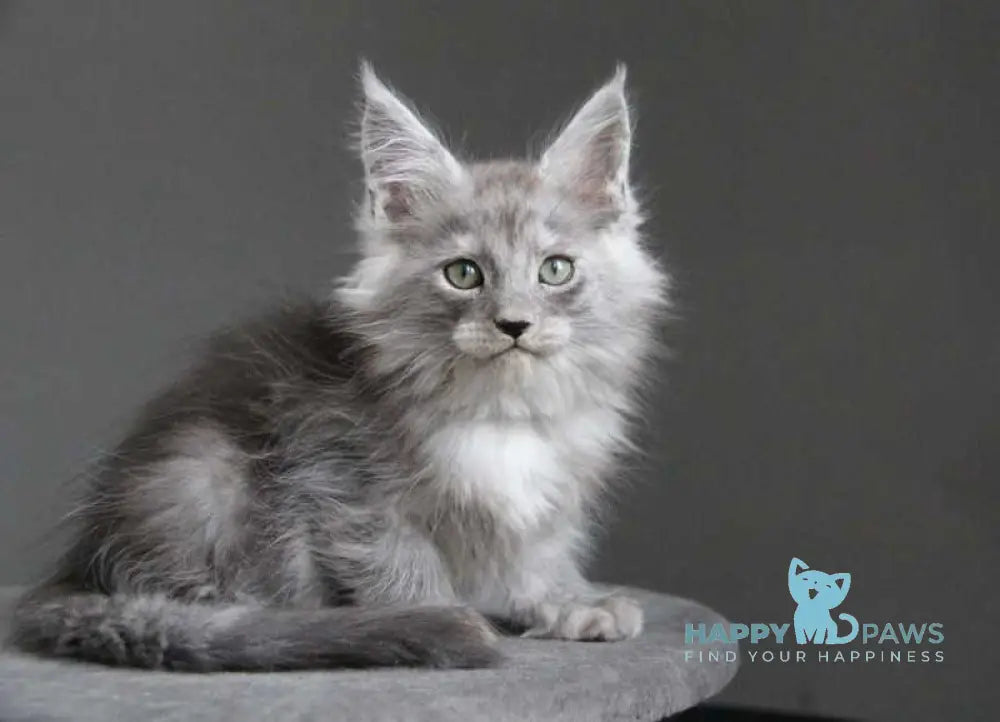 Ataman Maine Coon male black silver live animals