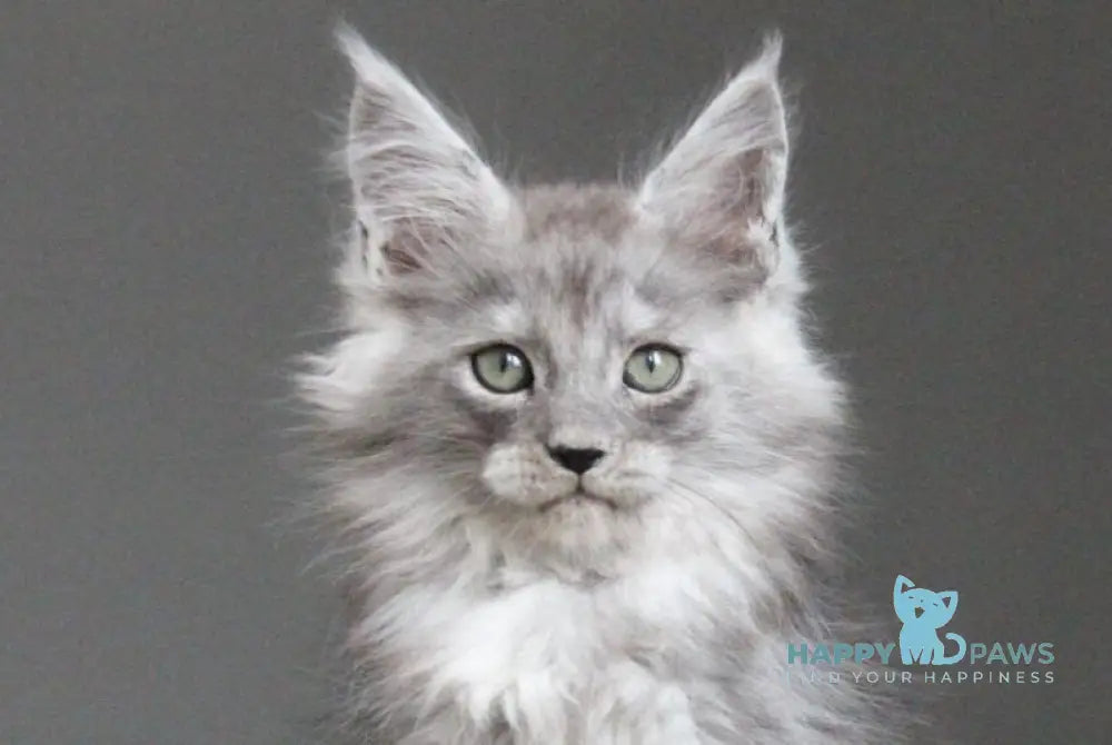 Ataman Maine Coon male black silver live animals