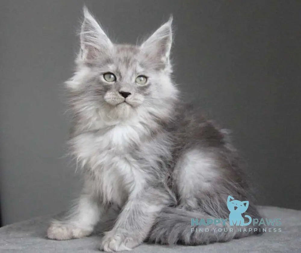 Ataman Maine Coon male black silver live animals