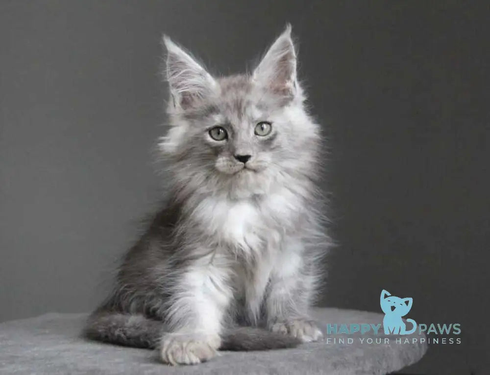 Ataman Maine Coon male black silver live animals