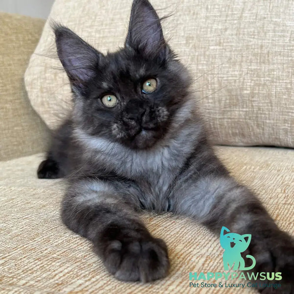 Atlantic Maine Coon female black silver - live animals