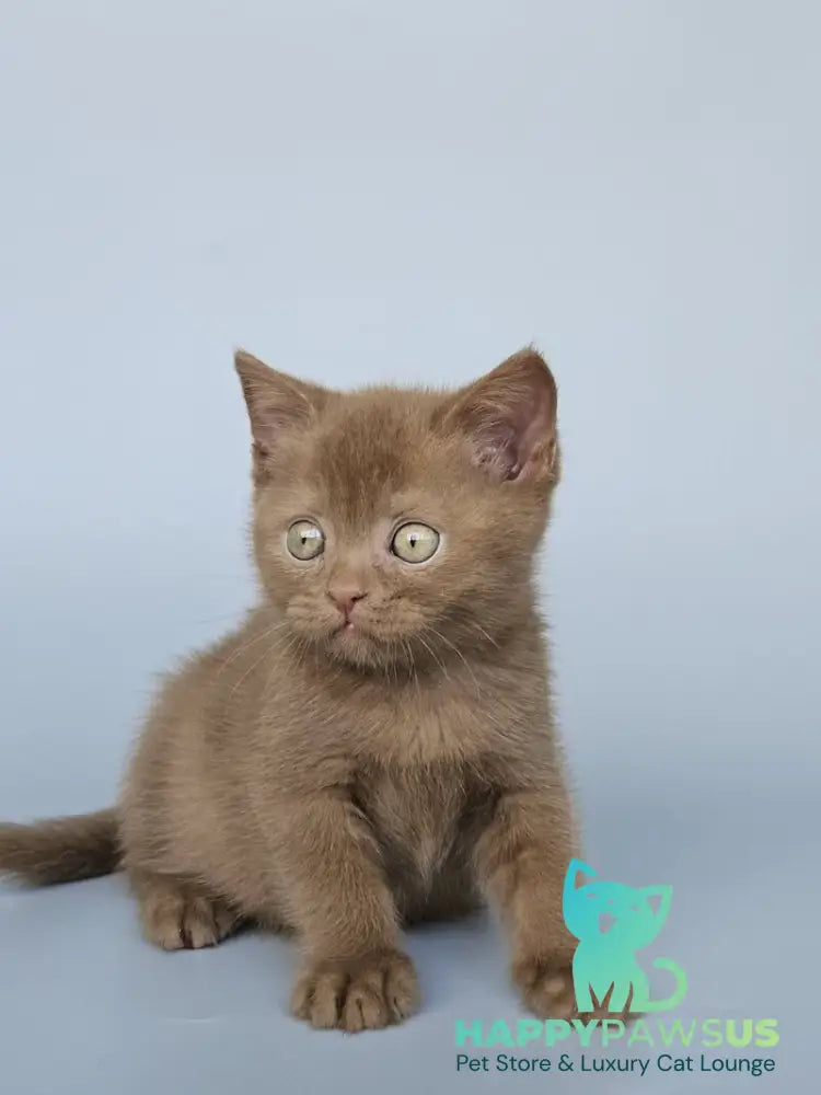 Atlas British Shorthair male cinnamon - live animals