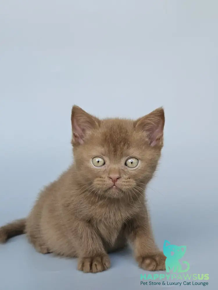 Atlas British Shorthair male cinnamon - live animals