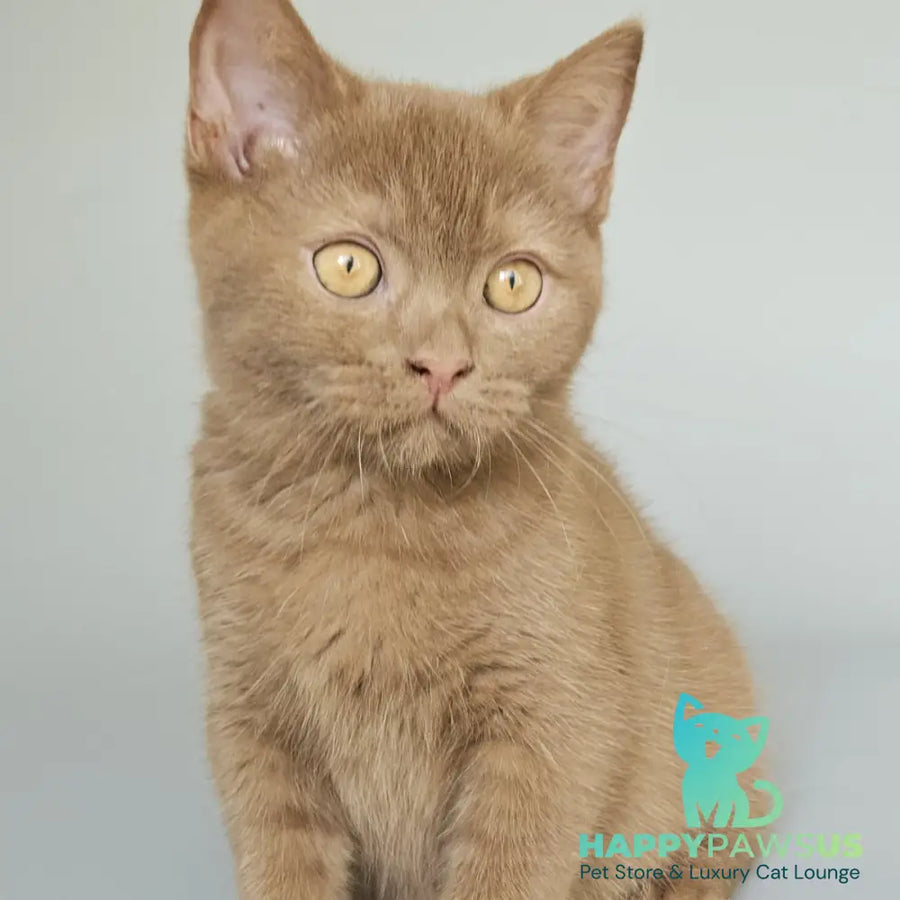 Atlas British Shorthair male cinnamon - live animals