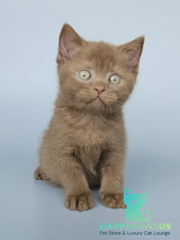 Atlas British Shorthair male cinnamon - live animals