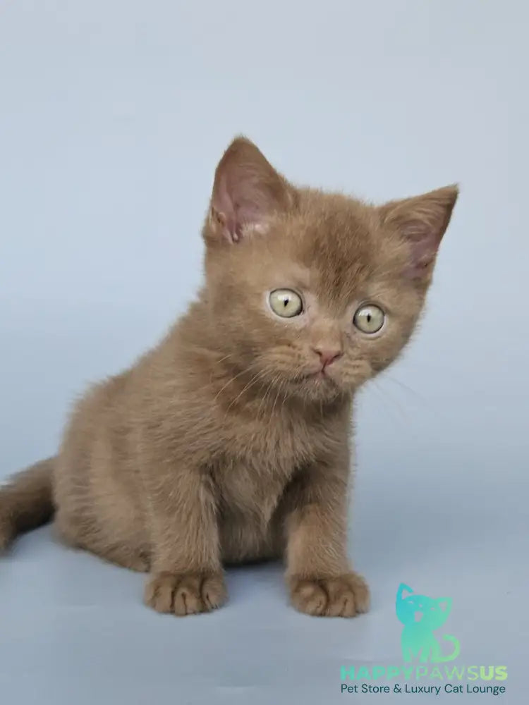 Atlas British Shorthair male cinnamon - live animals
