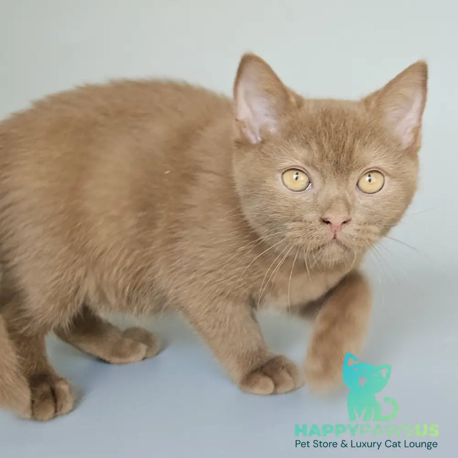 Atlas British Shorthair male cinnamon - live animals
