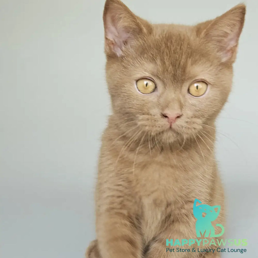Atlas British Shorthair male cinnamon - live animals