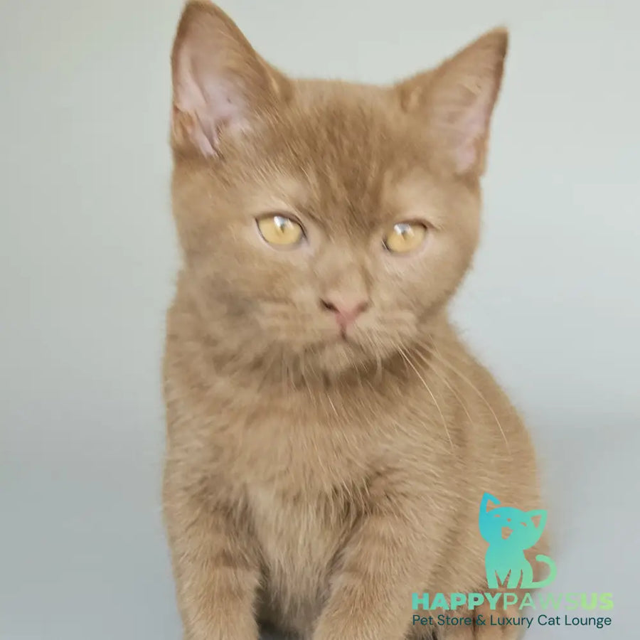 Atlas British Shorthair male cinnamon - live animals