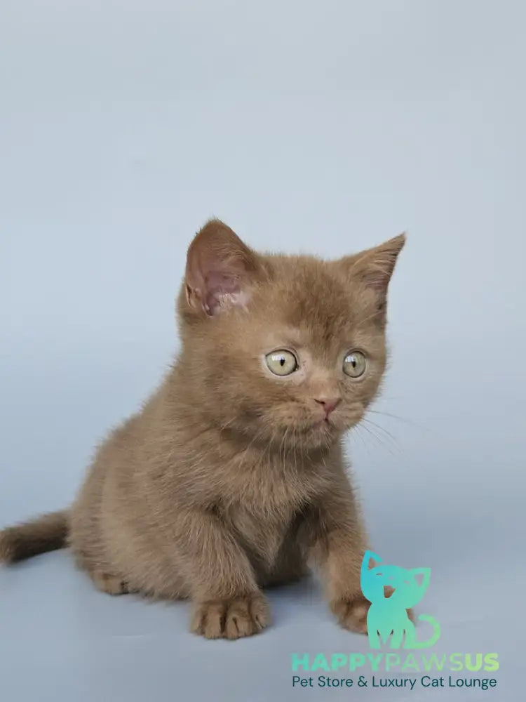 Atlas British Shorthair male cinnamon - live animals