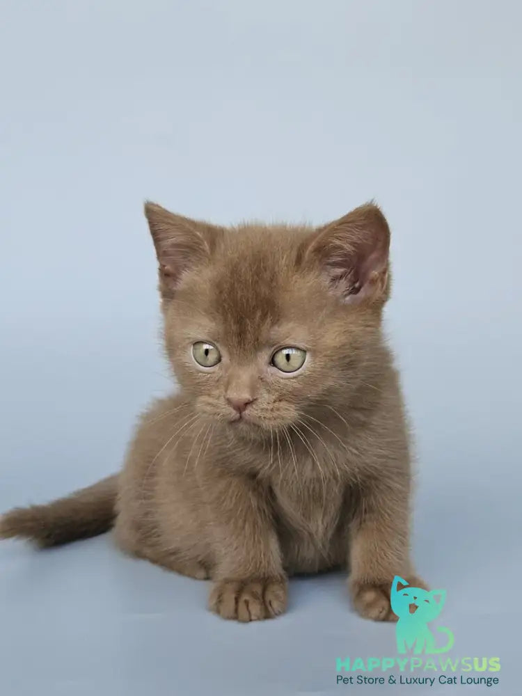 Atlas British Shorthair male cinnamon - live animals