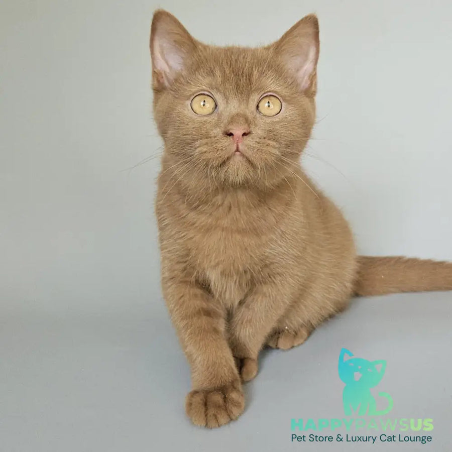 Atlas British Shorthair male cinnamon - live animals