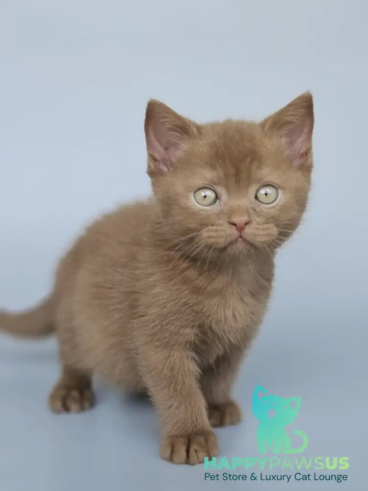 Atlas British Shorthair male cinnamon - live animals