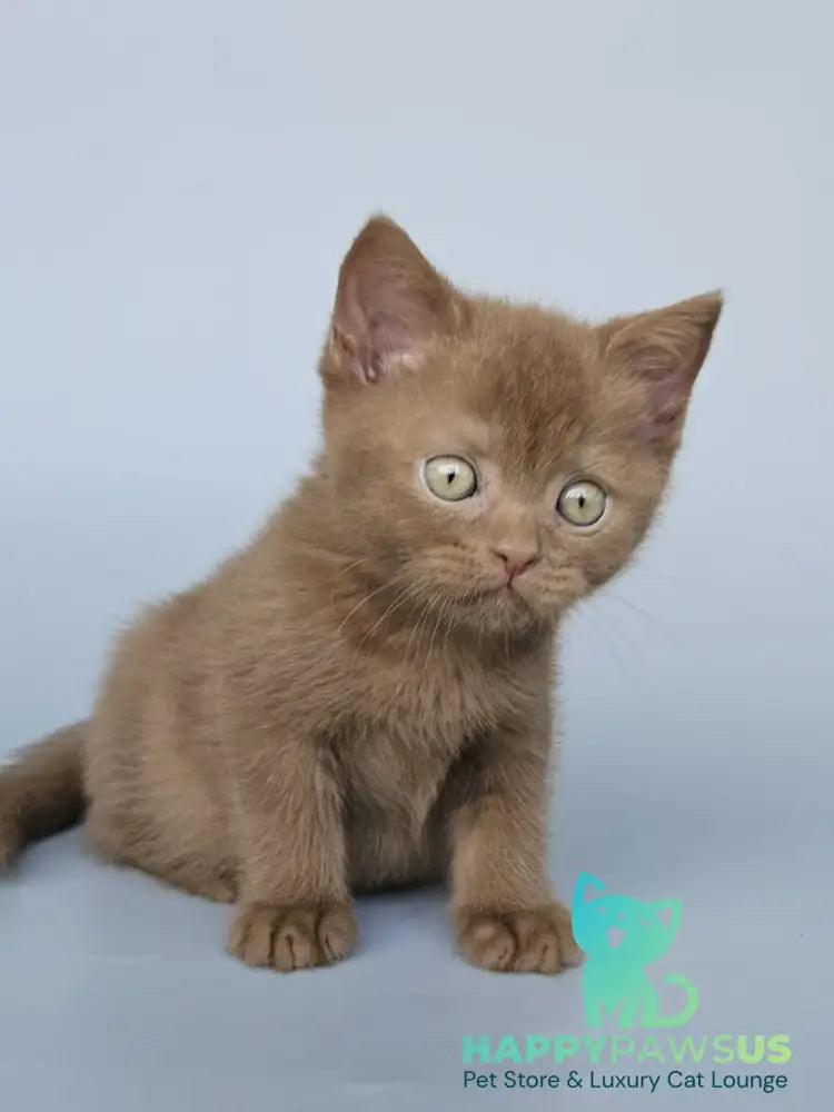 Atlas British Shorthair male cinnamon - live animals