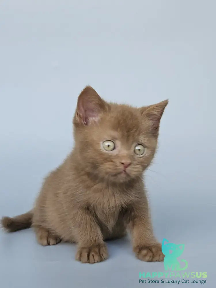 Atlas British Shorthair male cinnamon - live animals