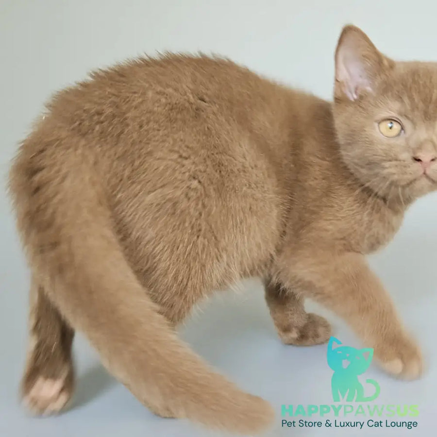 Atlas British Shorthair male cinnamon - live animals
