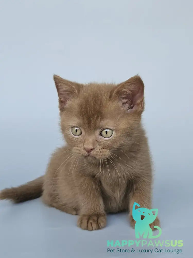 Atlas British Shorthair male cinnamon - live animals