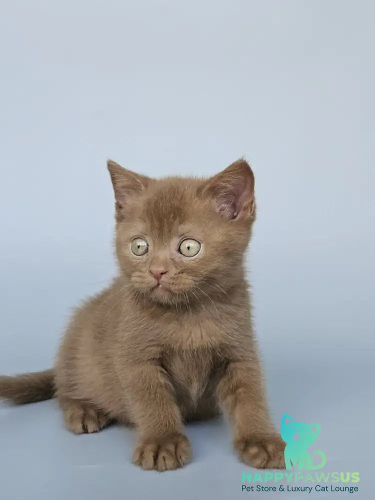 Atlas British Shorthair male cinnamon - live animals