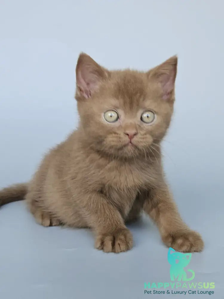 Atlas British Shorthair male cinnamon - live animals