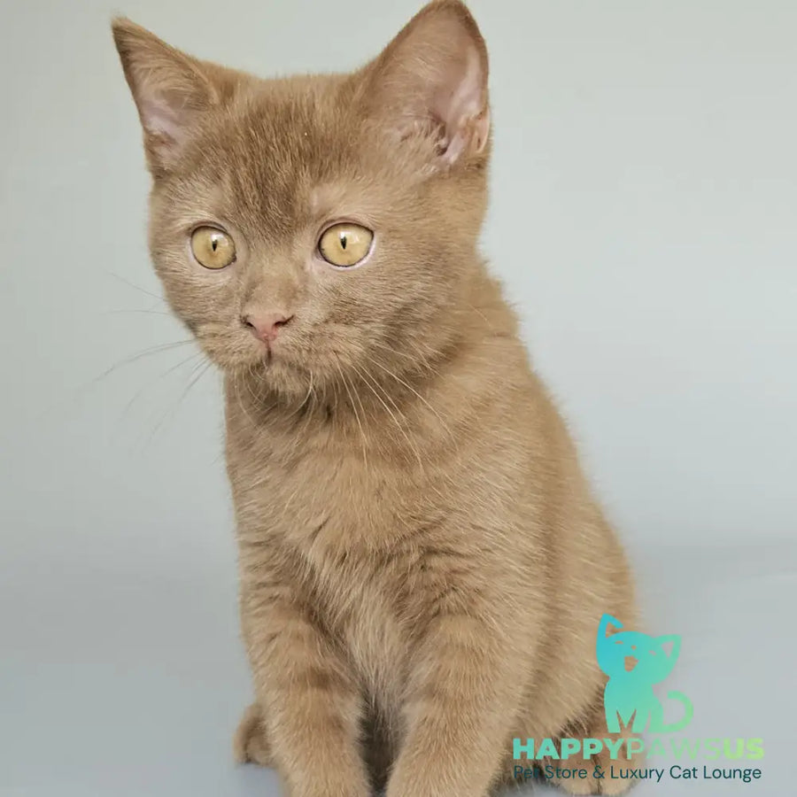 Atlas British Shorthair male cinnamon - live animals