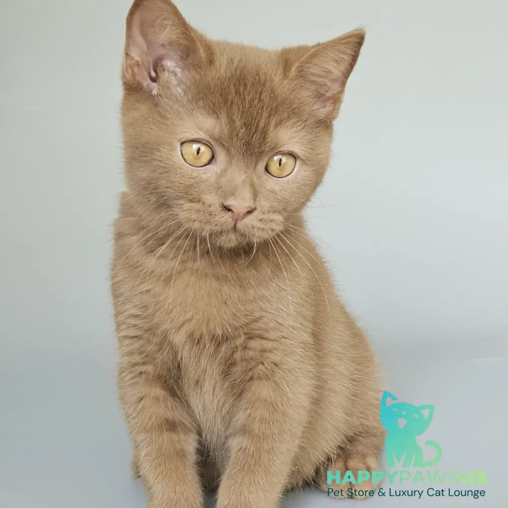 Atlas British Shorthair male cinnamon - live animals