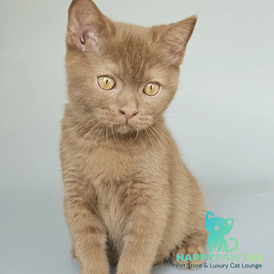 Atlas British Shorthair male cinnamon - live animals
