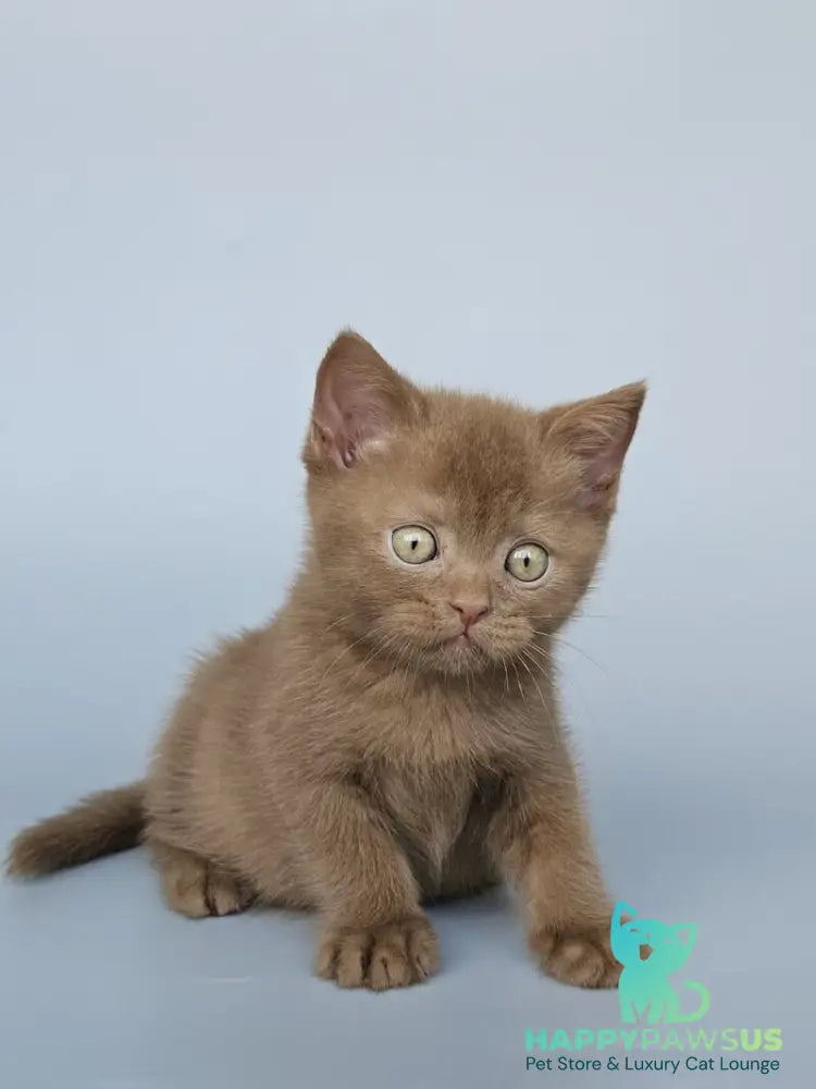 Atlas British Shorthair male cinnamon - live animals