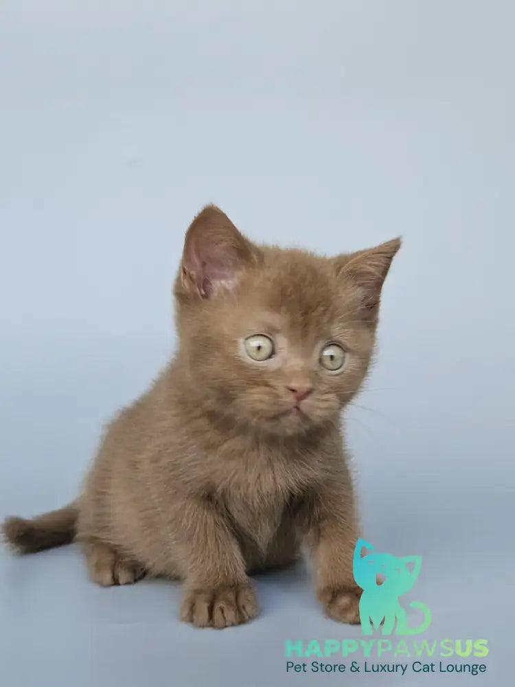 Atlas British Shorthair male cinnamon - live animals