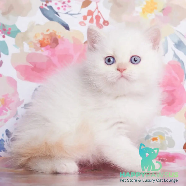 Atlas British Shorthair male cream pointed - live animals