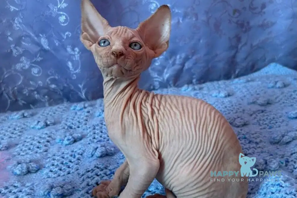 Atlas Elf male cream pointed - live animals