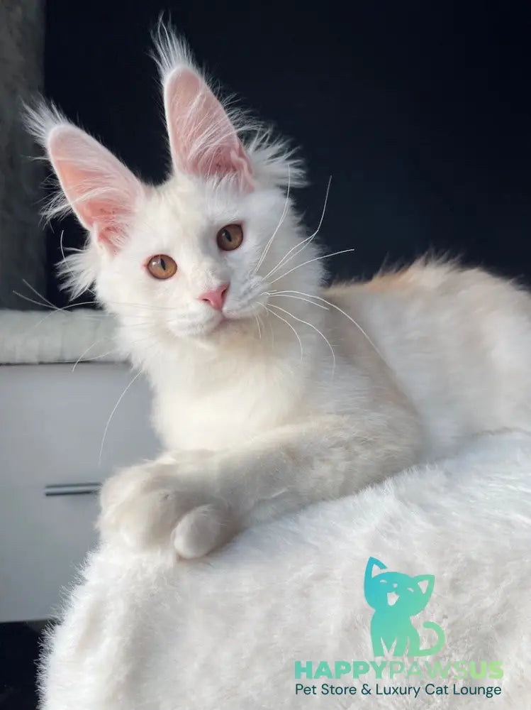 Atlas Maine Coon male cream silver live animals