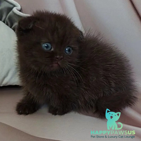 Atlas Munchkin male black