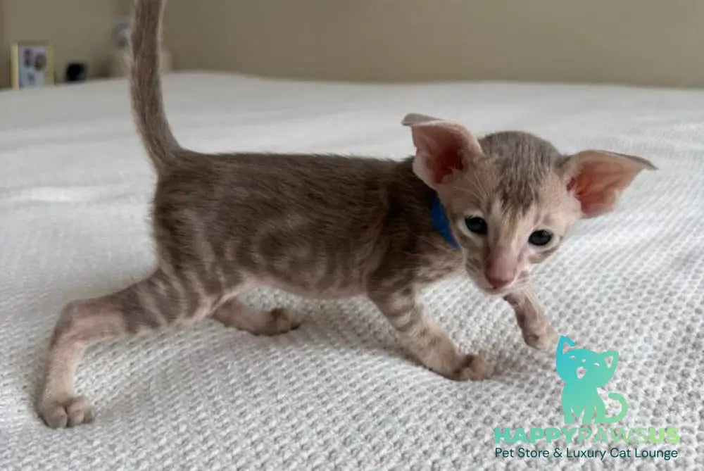 Atlas Oriental Shorthair male lilac tabby - live animals