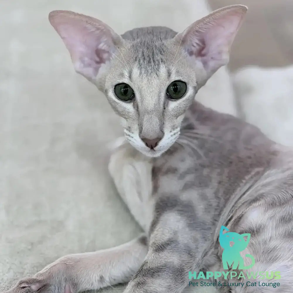 Atlas Oriental Shorthair male lilac tabby - live animals