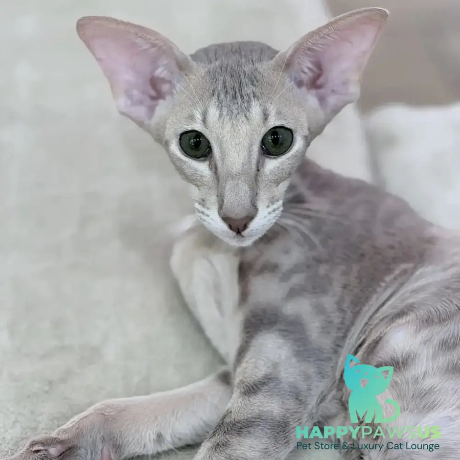 Atlas Oriental Shorthair male lilac tabby - live animals