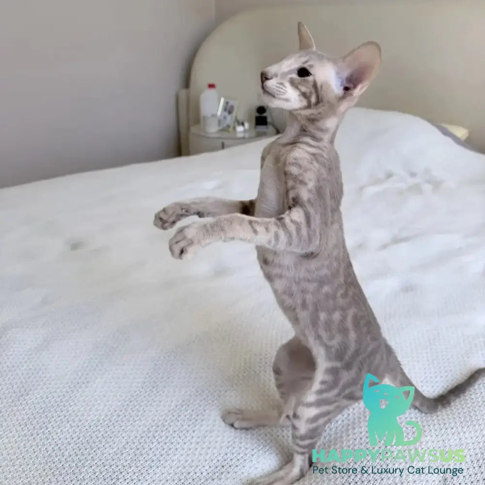 Atlas Oriental Shorthair male lilac tabby - live animals